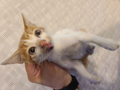 동부동물보호협회_426335202400391